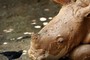 Pássaro encara bebê rinoceronte em zoo (AP)