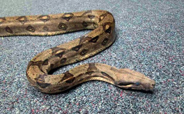Jovem foi flagrado com jiboia ao redor do pescoço enquanto andava de triciclo (Foto: San Diego County Department of Animal Services/AP)