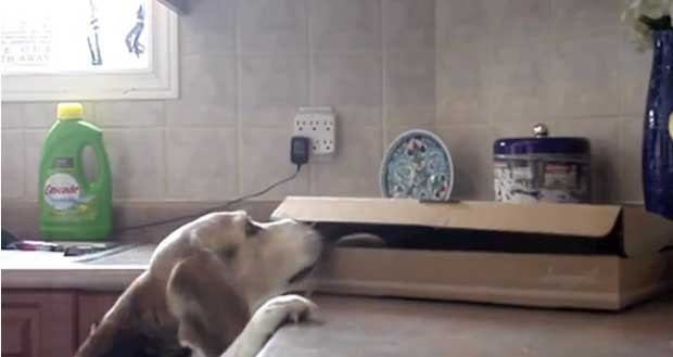 Animal faz várias tentativas de pegar a pizza (Foto: Reprodução/YouTube/TheWinstonWillow·)