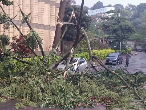 Árvore caiu na Rua Barão de Nepomuceno, no bairro Jaraguá, durante temporal em Belo Horizonte (Foto: Rafael Araújo/Globoesporte.com)