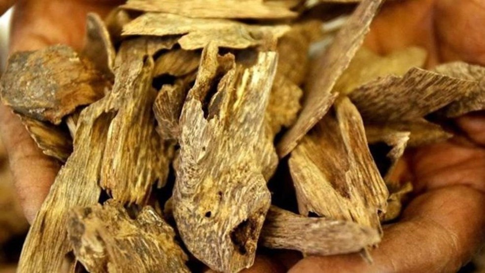  A aquilária é formada quando as árvores Aquilaria são infectadas com mofo  (Foto: HASSAN AMMAR/AFP/Getty Images)