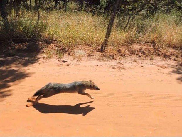 Raposa solta em Uberlândia (Foto: Polícia MIlitar Ambiental;Divulgação)