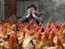 Vacinas contra gripe aviária têm resultado promissor (Reuters/William Hong)