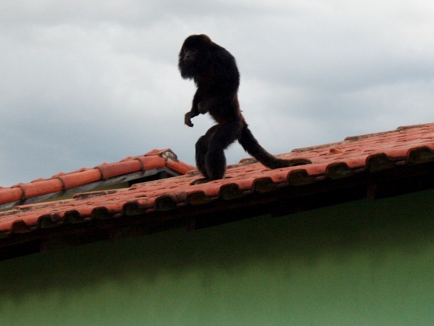 Macaco andou sobre telhados de casas (Fot Osmar Ferraz/Arquivo pessoal)