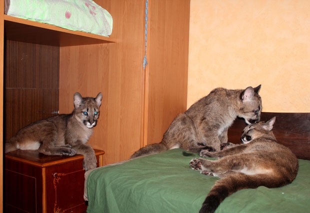 Rasa Veliute os adotou depois que a mãe dos felinos se recusou a cuidar deles (Foto: Ausra Pilaitiene/AP)