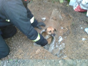 Bombeiros conseguiram resgatar o cachorro (Foto: Bombeiros Voluntários de Jaguaruna/Divulgação)