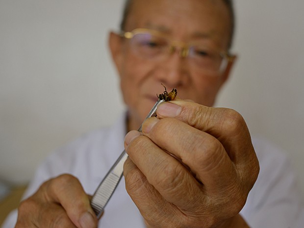 Profissional da medicina tradicional chinesa mostra abelha usada em nova 