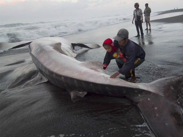 Policiais e defensores dos animais impediram que o tubarão-baleia de 13 metros de comprimento tivesse sua carne retirada (Foto: Suryo Wibowo/AFP)