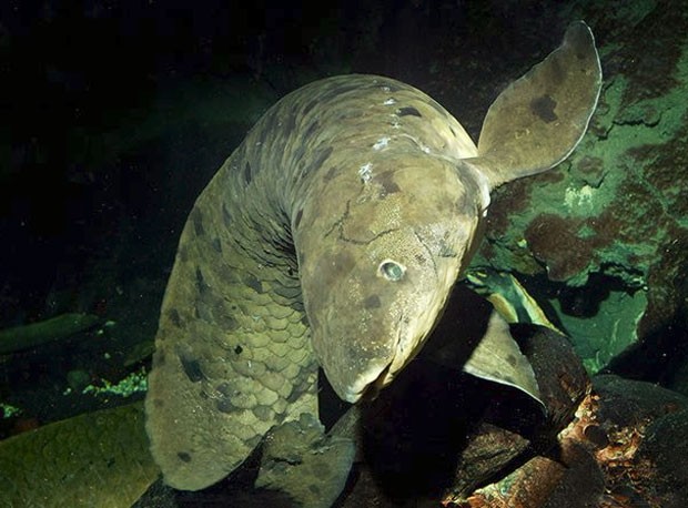 Peixe-pulmonado que vive há 80 anos em aquário nos EUA ganha festa Sem-titulo-4_1