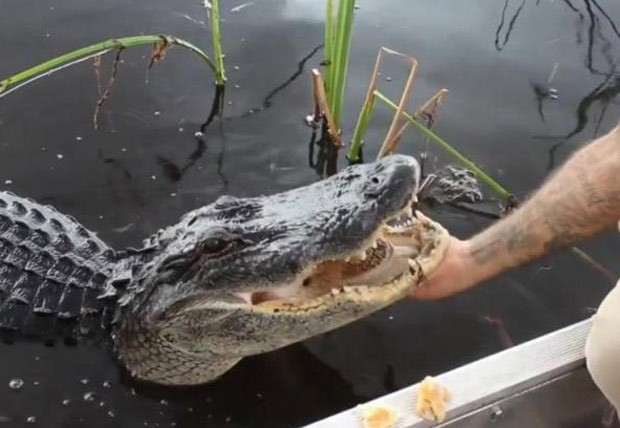 Guia chocou turistas ao fazer carinhos em um enorme jacaré (Foto: Reprodução/YouTube/Rod Squad)
