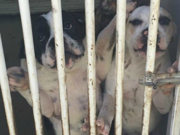 Bulldog francês será leiloado, por no mínimo, R$ 4 mil (Foto: Rondônia Leilões/Reprodução)