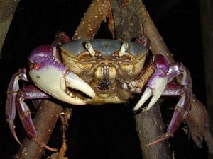 Período de defeso do caranguejo-uçá vai de janeiro a março, segundo o governo do Amapá (Fot Divulgação/Governo do Amapá)
