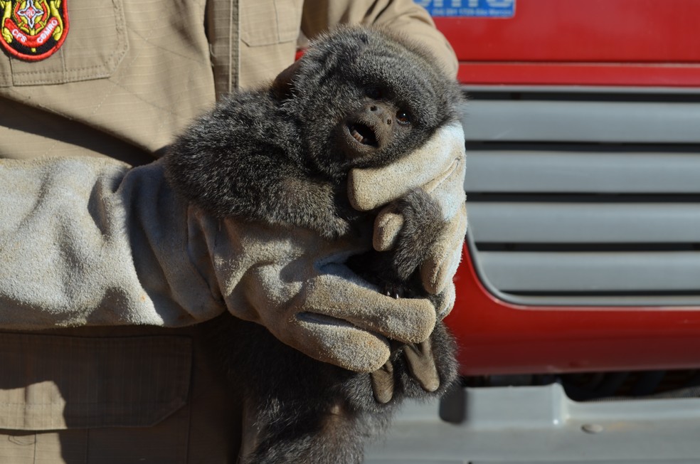 Macaco da espécie zogue-zogue foi encontrado em uma loja de panelas na área urbana da cidade (Foto: Eliete Marques/G1)