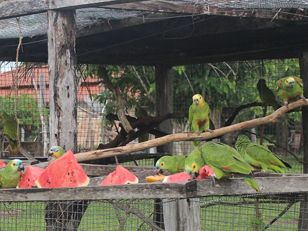 Grupo de papagaios foi solto em uma regio de fazenda em Pocon. (Foto: Ingrid Grahn/Arquivo pessoal)