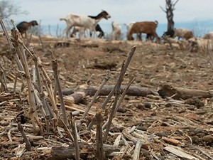 Animais procuram alimento em meio à seca (Foto: Reprodução/TV Grande Rio)