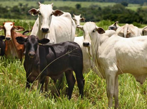 De um total de 292 bovinos, 165 já foram vacinados até então. (Foto: Antônio Silva/Agência Pará)