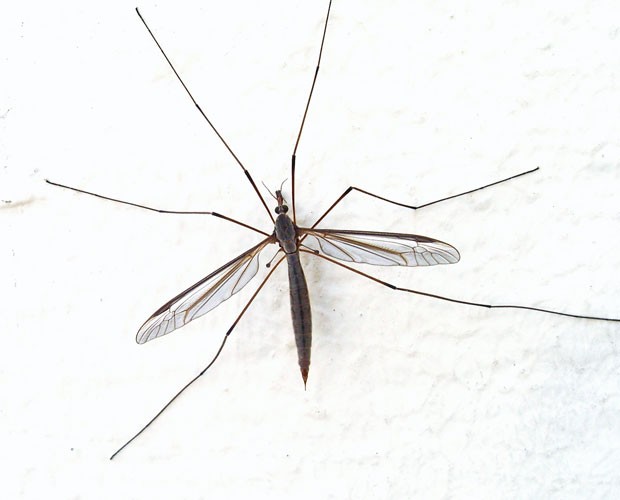 Mosquito (Foto: Banco de imagens)