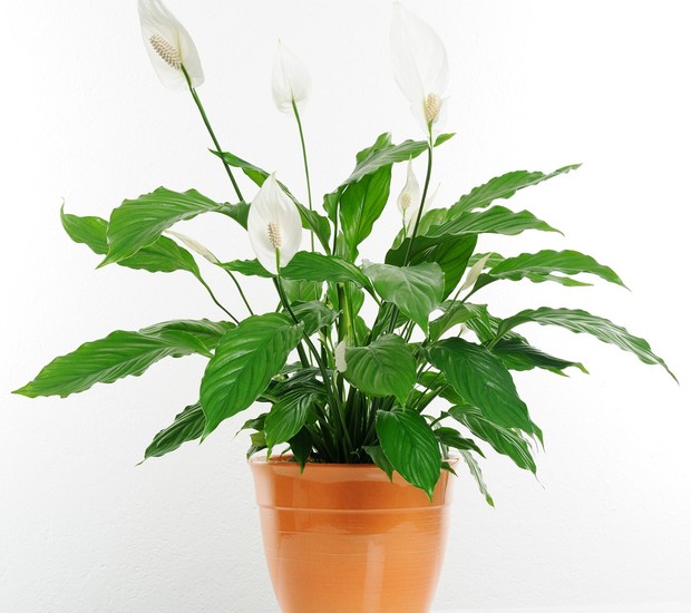 8-plantas-flores-ajudam-dormir-melhor-quarto (Foto: Thinkstock)