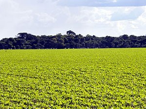 Venda futura de soja chega a recorde de 61% da safra a ser colhida em MT (Foto: Leandro J. Nascimento/G1)