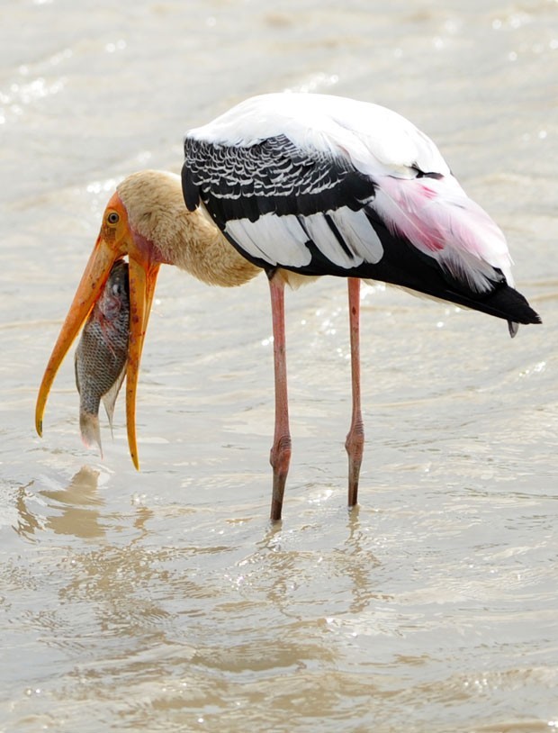 Em setembro de 2012, uma cegonha foi fotografada tentando devorar um peixe enorme no Parque Nacional de Yala, cerca de 250 km ao sudoeste de Colombo, no Sri Lanka (Foto: Ishara S.Kodikara/AFP)
