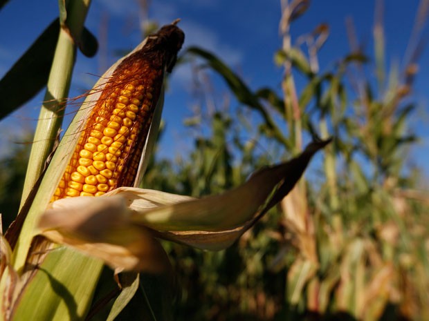  Produção de milho da Índia de verão pode cair mais de 15% este ano, devido ao tempo seco (Foto: Reuters)