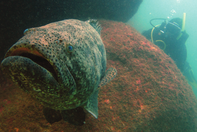 Mero é um dos animais da vida marinha do litoral catarinense (Foto: Udufsc/Divulgação)