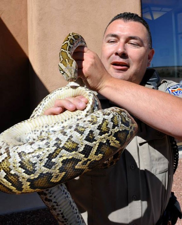 Píton estava bem e foi levada para abrigo de animais (Foto: Santa Fe Police Department/AP)