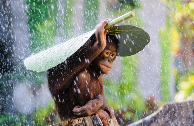 Imagem de um orangotango se protegendo da chuva enviada por Andrew Suryono concorre na categoria Vida Selvagem (Foto: Andrew Suryono/2015 Sony World Photography Awards)