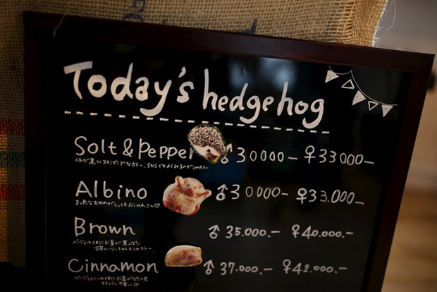 Japão tem café temático dedicado aos ouriços (Foto: Thomas Peter/Reuters)