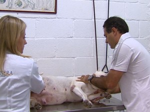 Tratamento com células-tronco em São João da Boa Vista cura cães com cinomose (Foto: Rodrigo Sargaço/EPTV)