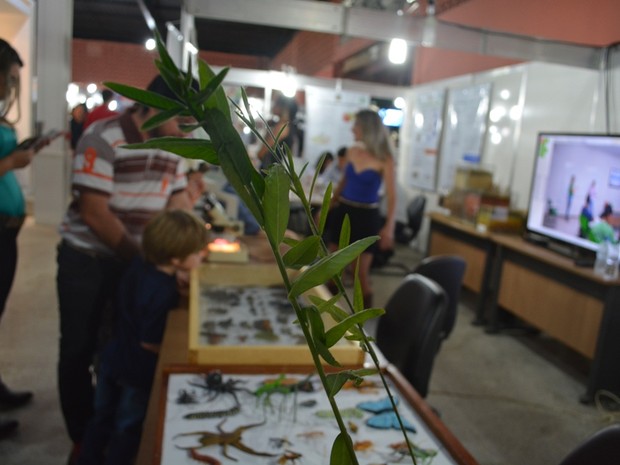 Planta é aposta de estudantes para diminuir dengue na cidae (Foto: Jonatas Boni/ G1)