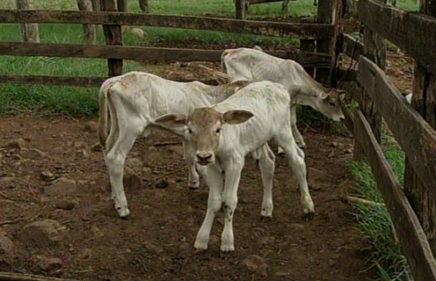 Em caso raro, vaca surpreende e dá à luz bezerras trigêmeas em Porangatu, Goiás 2 (Foto: Reprodução/TV Anhanguera)