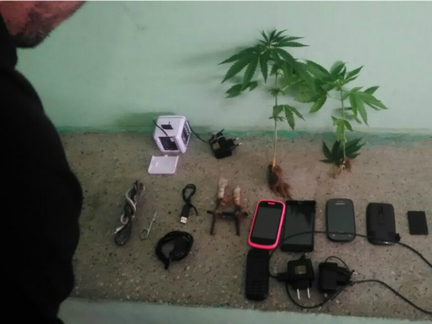 Pés de maconham eram mantidos entre plantas medicinais em cadeia pública de Tianguá, no interiro do Ceará (Foto: ceará, fortaleza, maconha)
