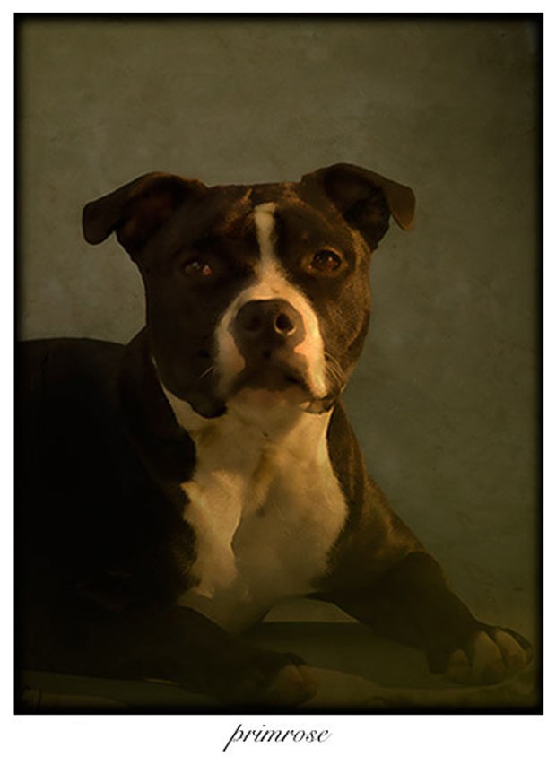 Com uma luz lateral, no retrato de Primrose, o fotgrafo precisou de pacincia para esperar o momento exato e captar a expresso canina que queria (Foto: Andrew Pinkham)