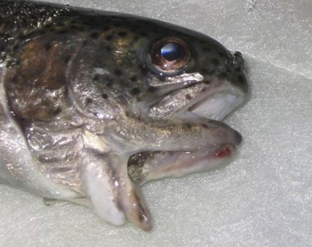Em 2005, um peixe com duas bocas foi fisgado pelo pescador americano Clarence Olberding no Holmes, no estado de Nebraska (EUA).  (Foto: Reprodução)
