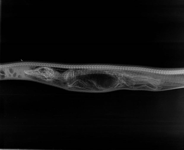 Imagem de raio X mostra o corpo inteiro de um áligator dentro de uma cobra píton-birmanesa (Foto: Stephen Secore/Iberpress)