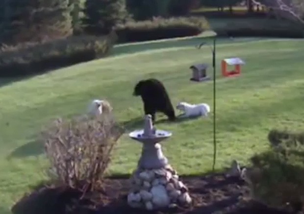 Dupla de buldogues 'espantou' urso-negro que se aproximou de fazenda em Nova Hampshire, nos EUA (Foto: Reprodução/YouTube/Cue Foils)