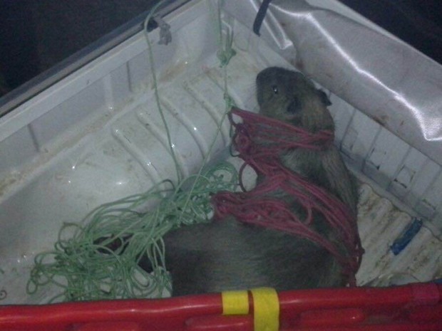 Capivara capturada em Caruaru, Pernambuco (Foto: Divulgação/ Destra)