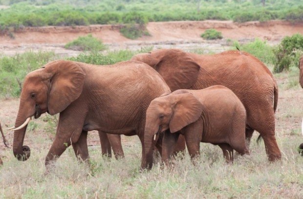 Homem morre pisoteado por manada de 15 elefantes (Foto: KWS)