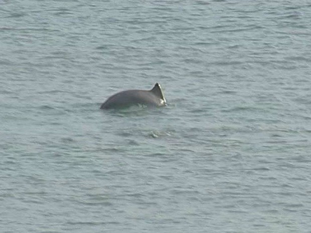 Golfinhos buscam orla para se alimentar, dizem biólogos (Foto: TV Verdes Mares/Reprodução)