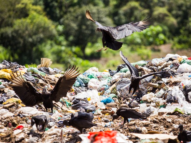 Urubus dividem o espao com os catadores no lixo de Penedo (Foto: Jonathan Lins/G1)