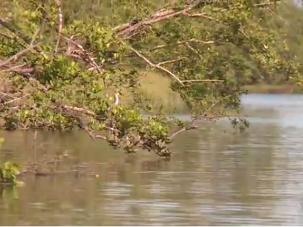 Poluição no rio Papaquara, no norte de Florianópolis (Foto: Reprodução/RBSTV)