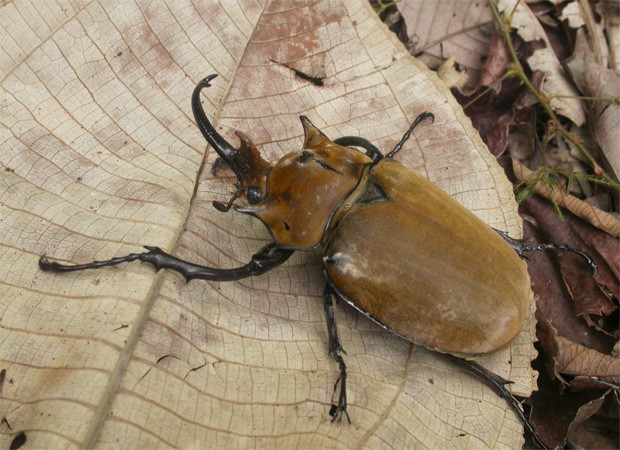 Besouro encontrado na floresta de San Lorenzo, no Panamá; cientistas estimam espécies de artrópodes em 25 mil  (Foto: Divulgação/Projeto Ibisca/'Science')