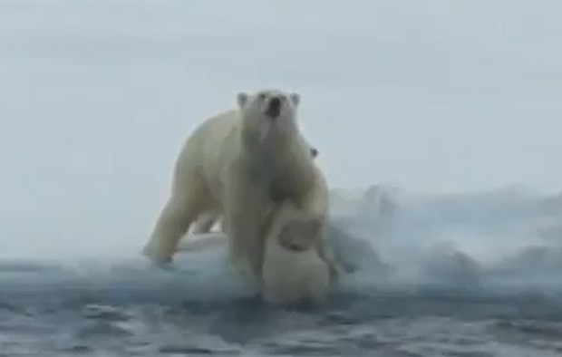 Mãe urso ajuda filhote (Foto: Reprodução/Youtube)