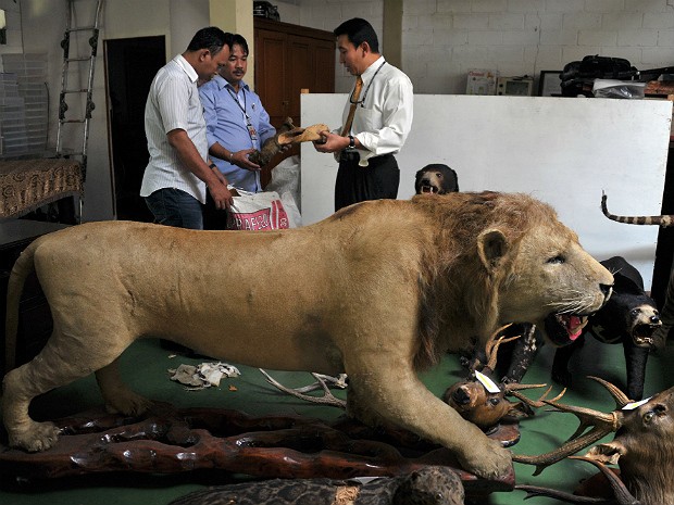 Tigres sumatra 3 (Foto: Bay Ismoyo/AFP)