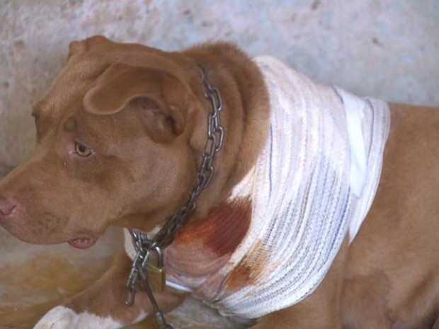 A cadela foi efaqueada no peito e no pescoço. (Foto: Reprodução / TV Gazeta)