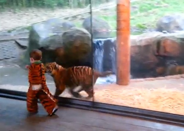 Marshall 'brincou' com o tigre do outro lado do vidro, enquanto mostrava sua fantasia de tigre (Foto: Reprodução/YouTube/Marshall Shaffer)