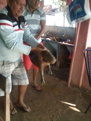 Animal tentou entrar em banheiro e foi capturada (Foto: Junior Cesar Seonaca/ Arquivo pessoal)