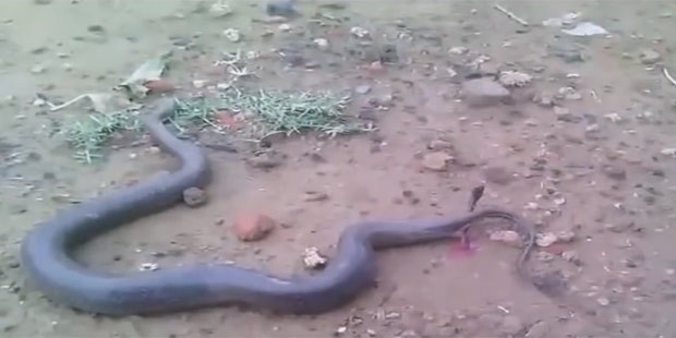 Raro vídeo mostra cobra dando à luz vários filhotes na Índia (Foto: Reprodução/YouTube/ ABN Telugu)