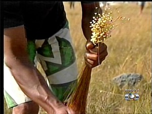 Artesãos colhem capim dourado na região do Jalapão (Foto: Reprodução/TV Anhanguera)